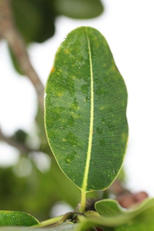 Mimusops balata 15