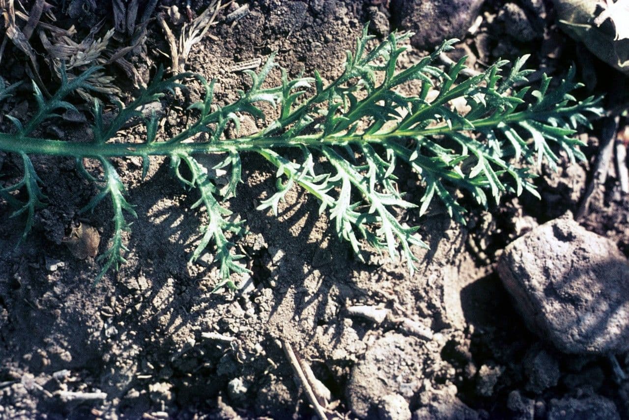 Achillea-Gilie 6
