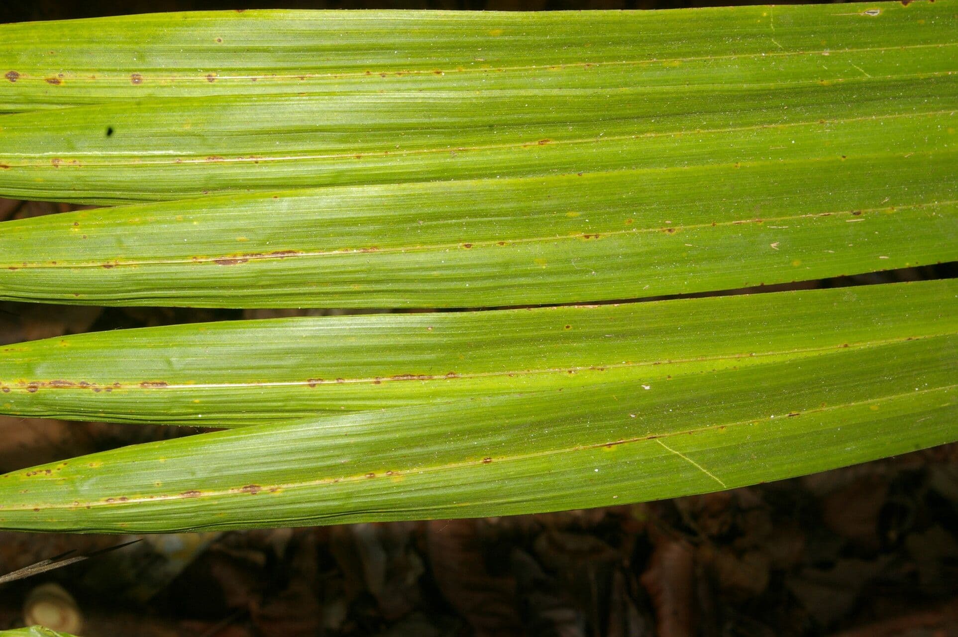 Große Bactris-Palme 11