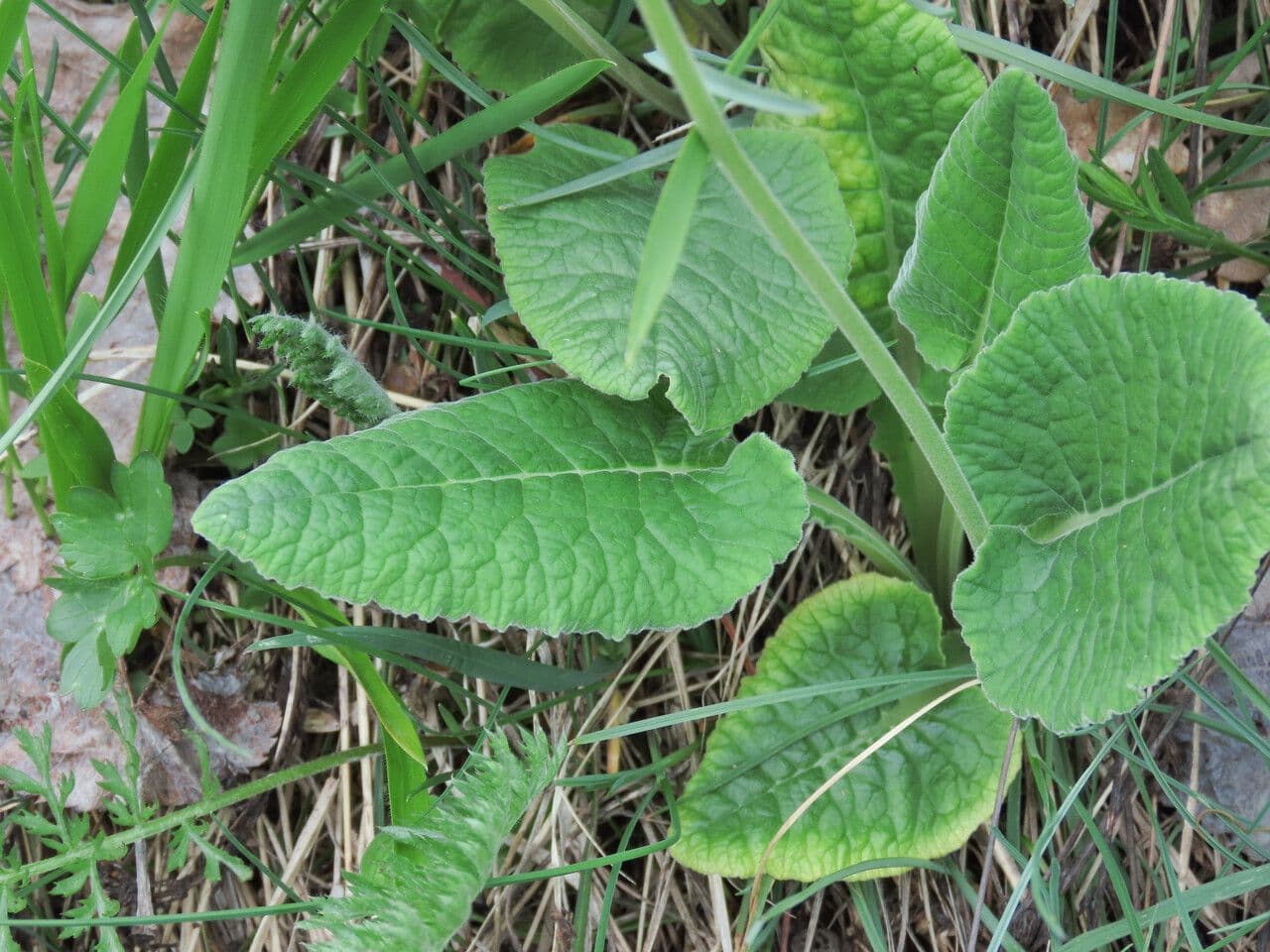 Primavera 19