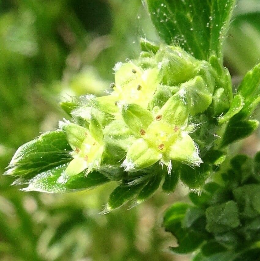 Erba stella 2