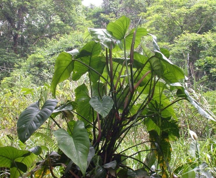 Filodendro