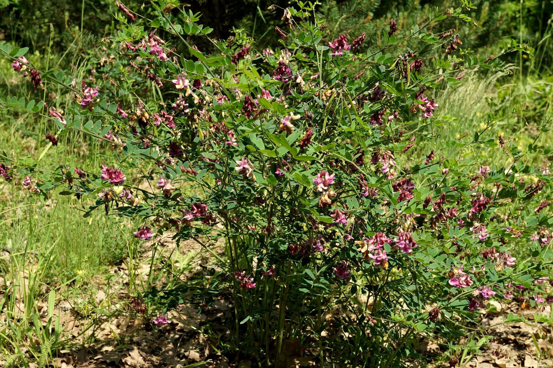 Cicerchia nera 14