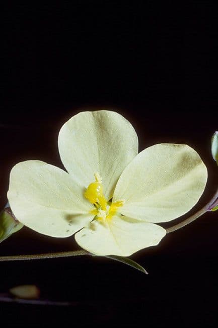 Ludwigia