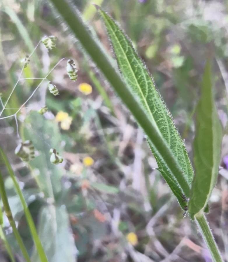 Verbena rigida 23
