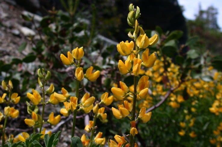 Lupino giallo 6