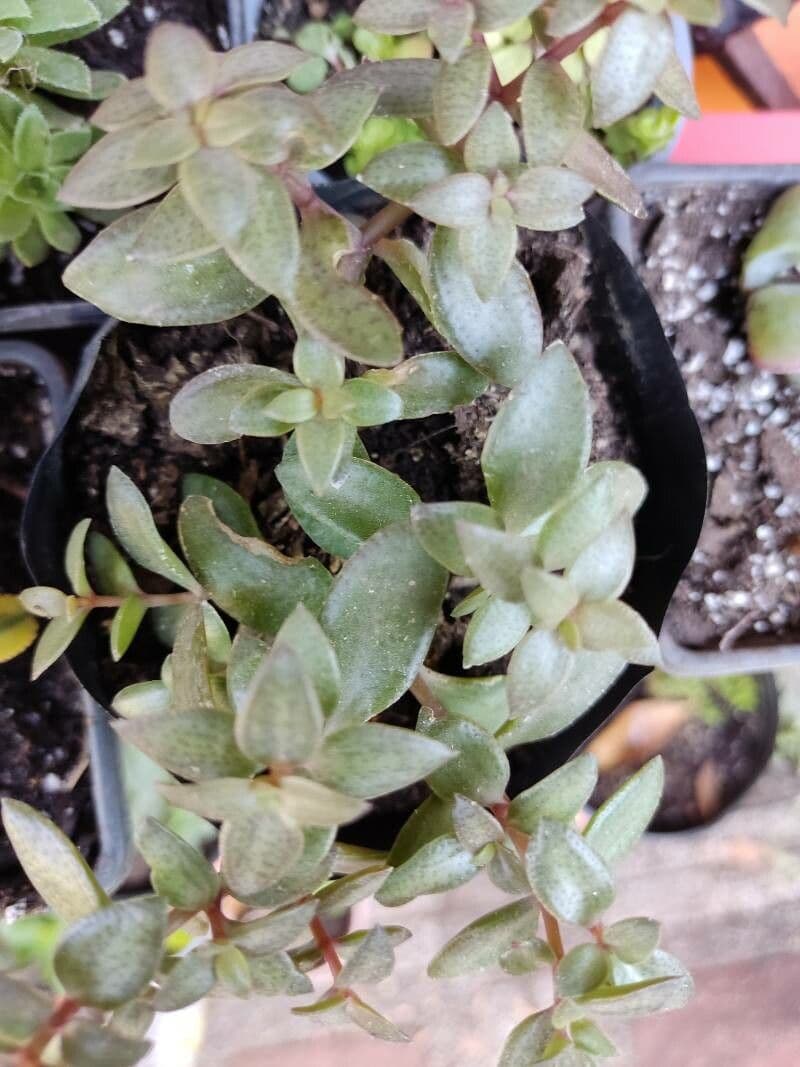 Crassula di Volkens 12
