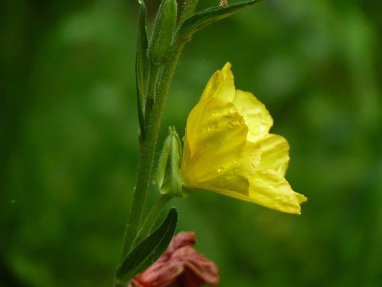 Onagra stricta 9
