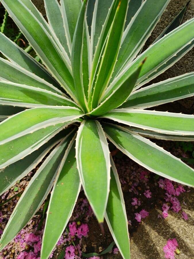 Garten-Sisal 17