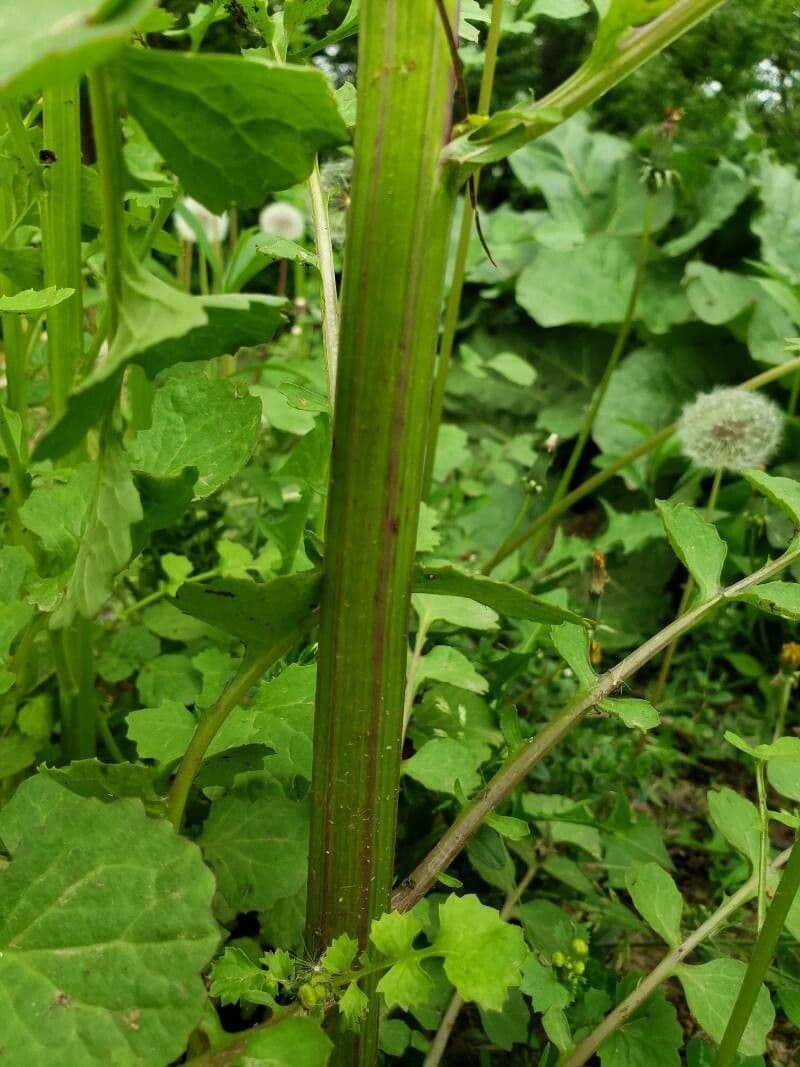 Schmutziges Greiskraut 23