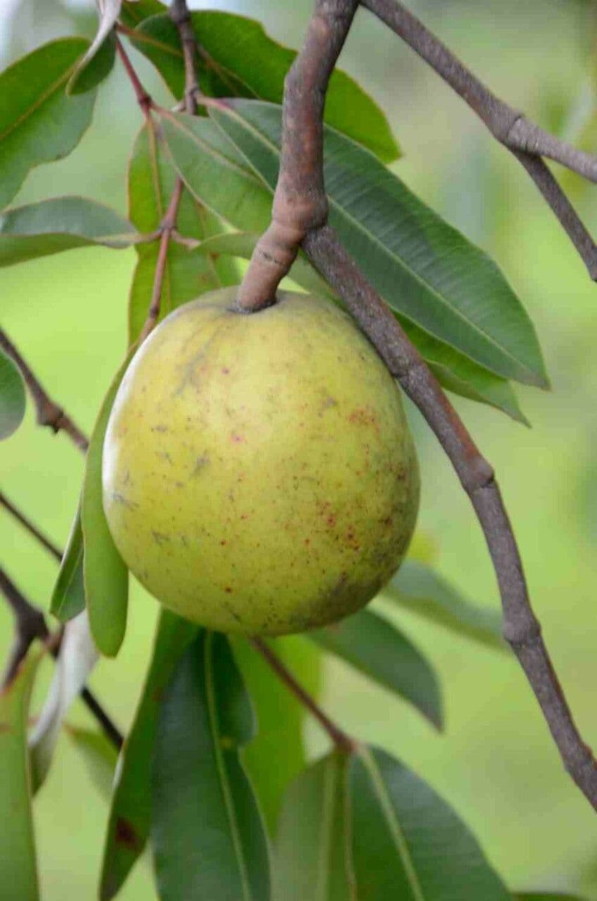 Hancornia