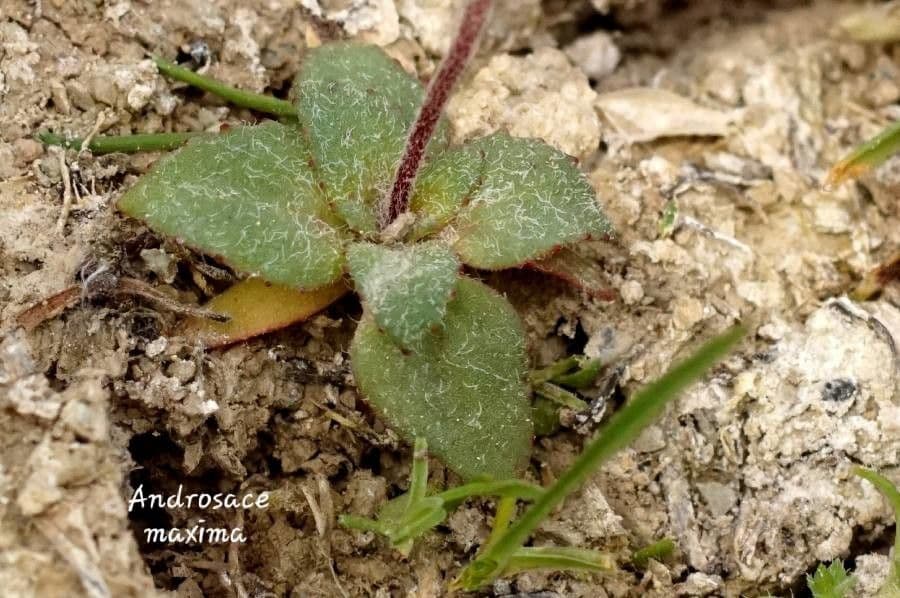 Androsace maxima 18