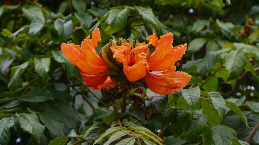 Spathodea campanulata 6