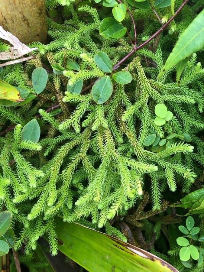 Lycopodiella cernua 14