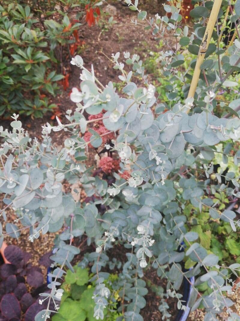 Gunn-Eukalyptus 8