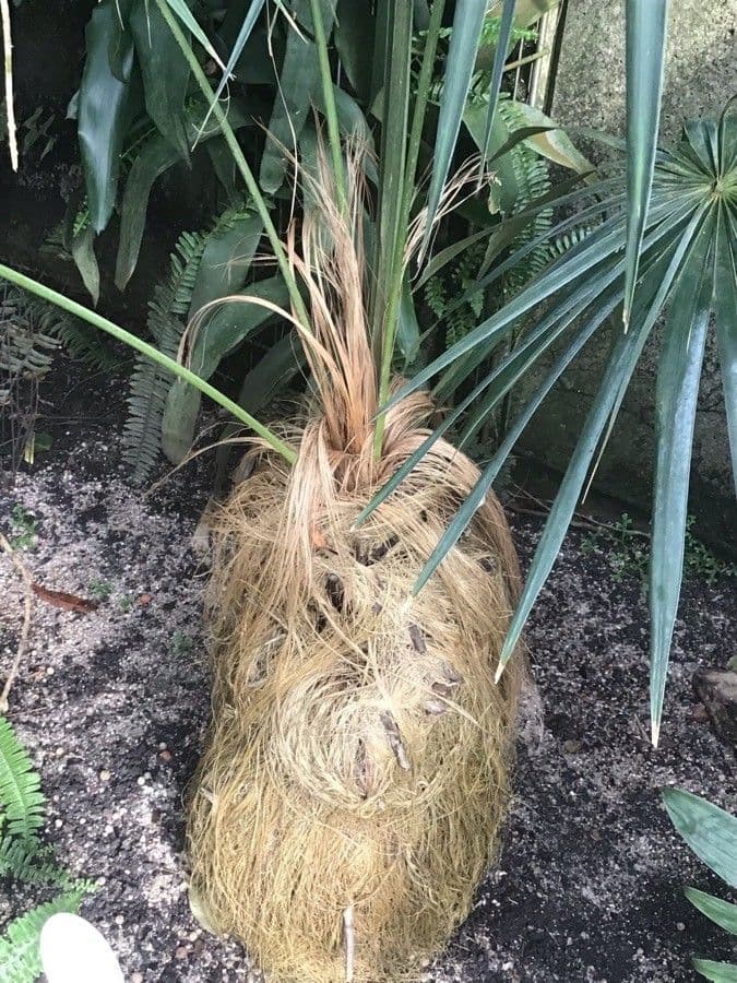 Coccothrinax 4