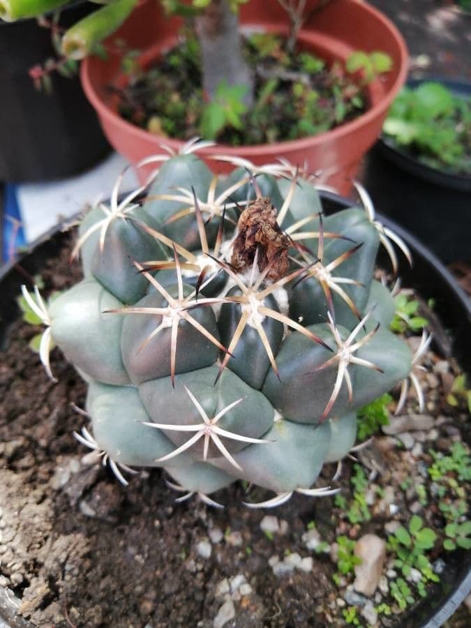 Thelocactus hexaedrophorus 3