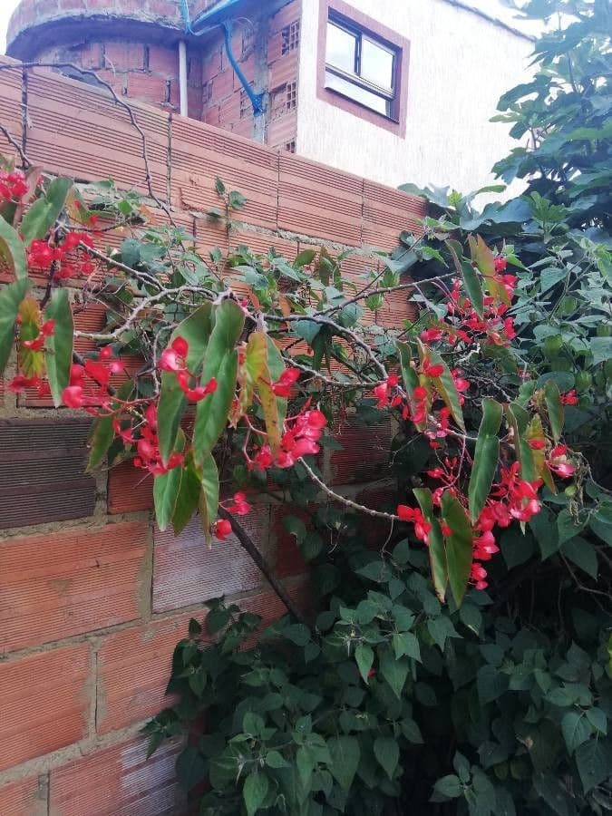 Begonia 7