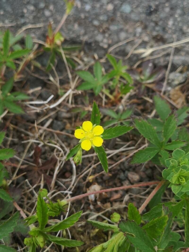 Potentilla simplex 3