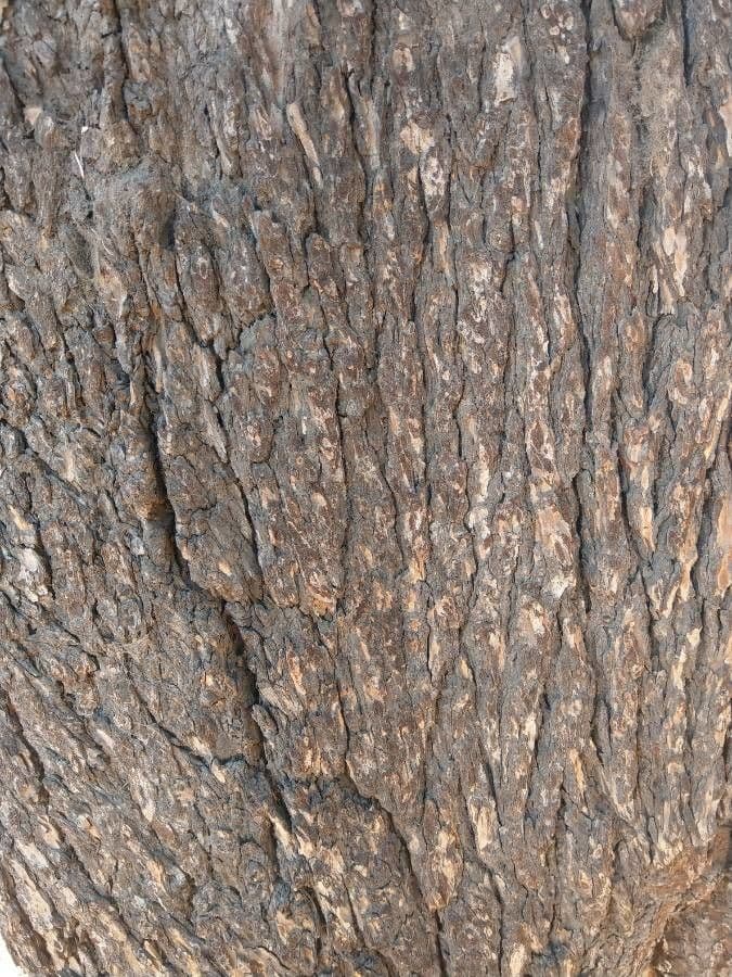 Cedro dell'Atlante 23