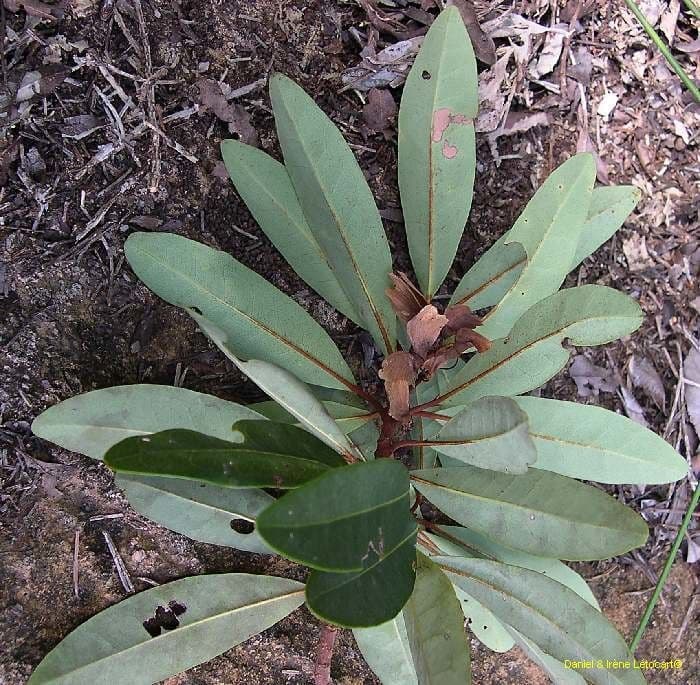 Acridocarpus 12