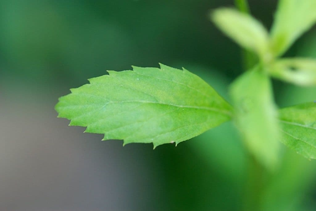 Lippia lanceolata 21