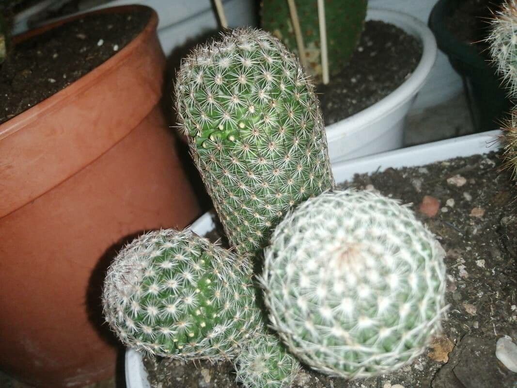 Mammillaria di Matuda 13
