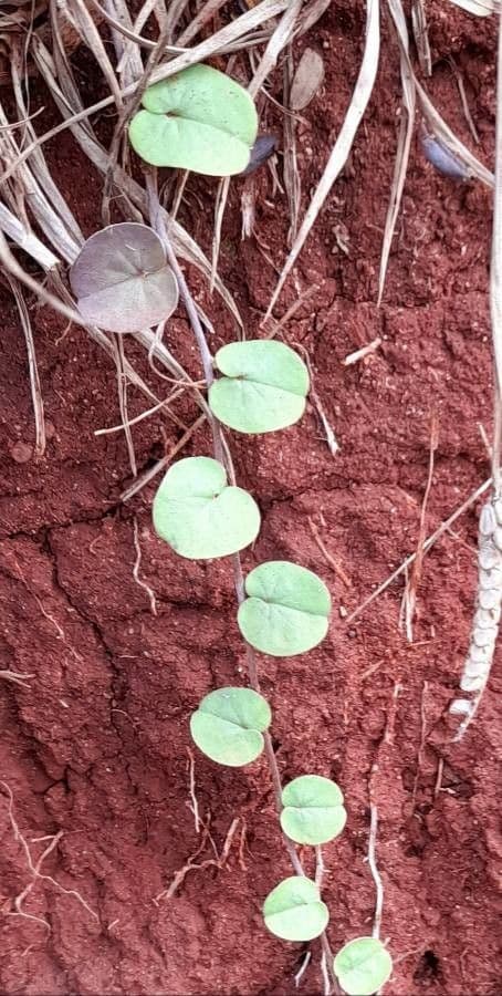 Dichondra 6