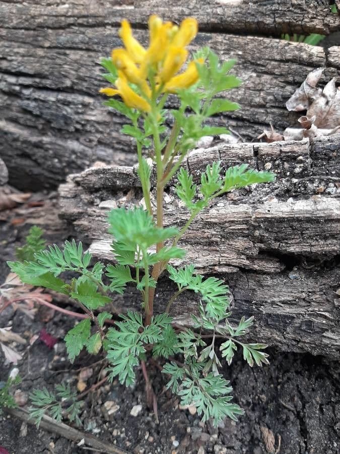Corydalis dorada 4