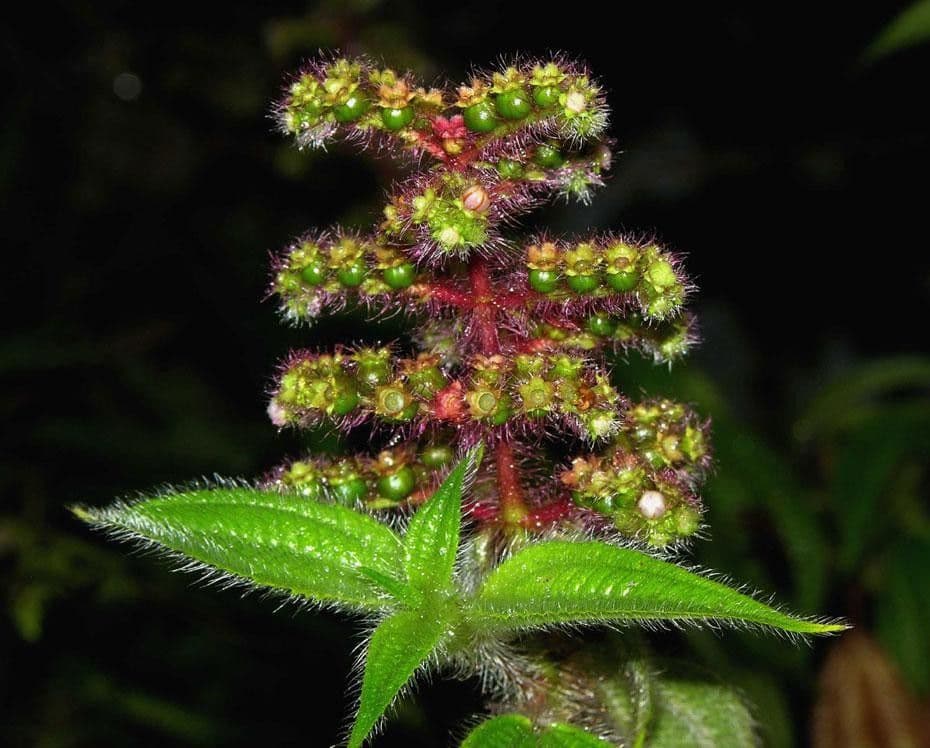 Miconia 19
