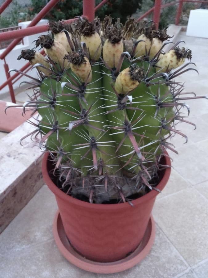 Cactus a botte uncino 25