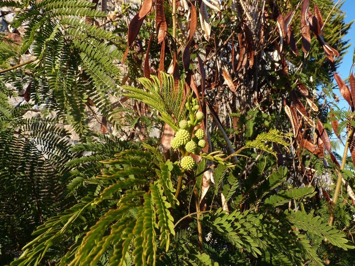 Leucaena 26