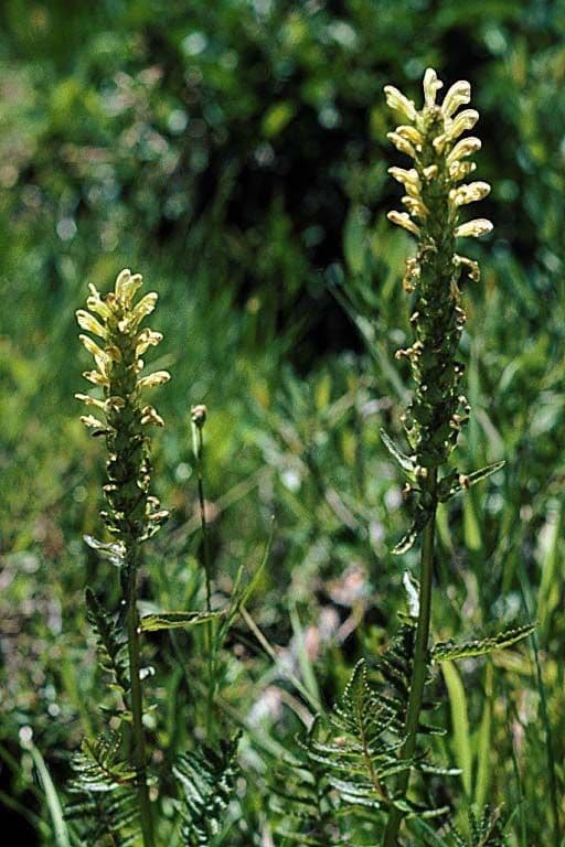 Pedicularis bracteosa 2