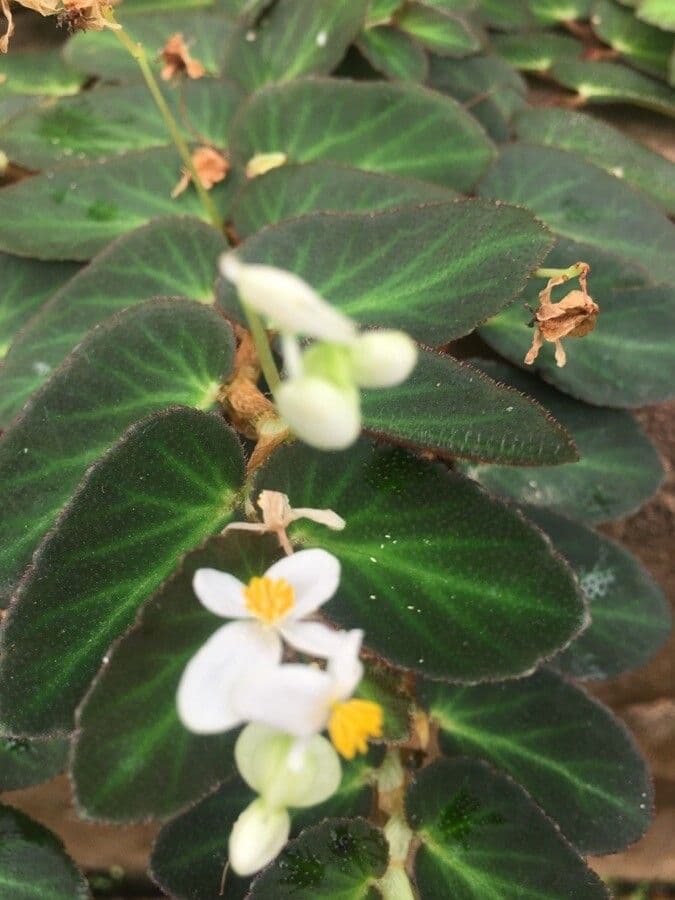 Begonia