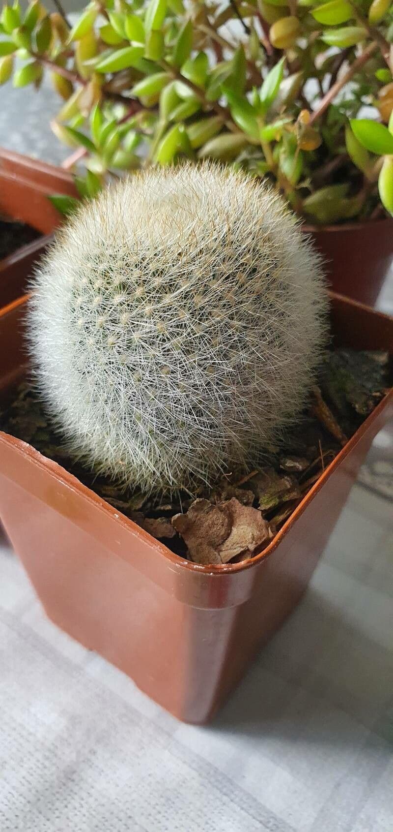 Cactus Palla Scarlatta 8