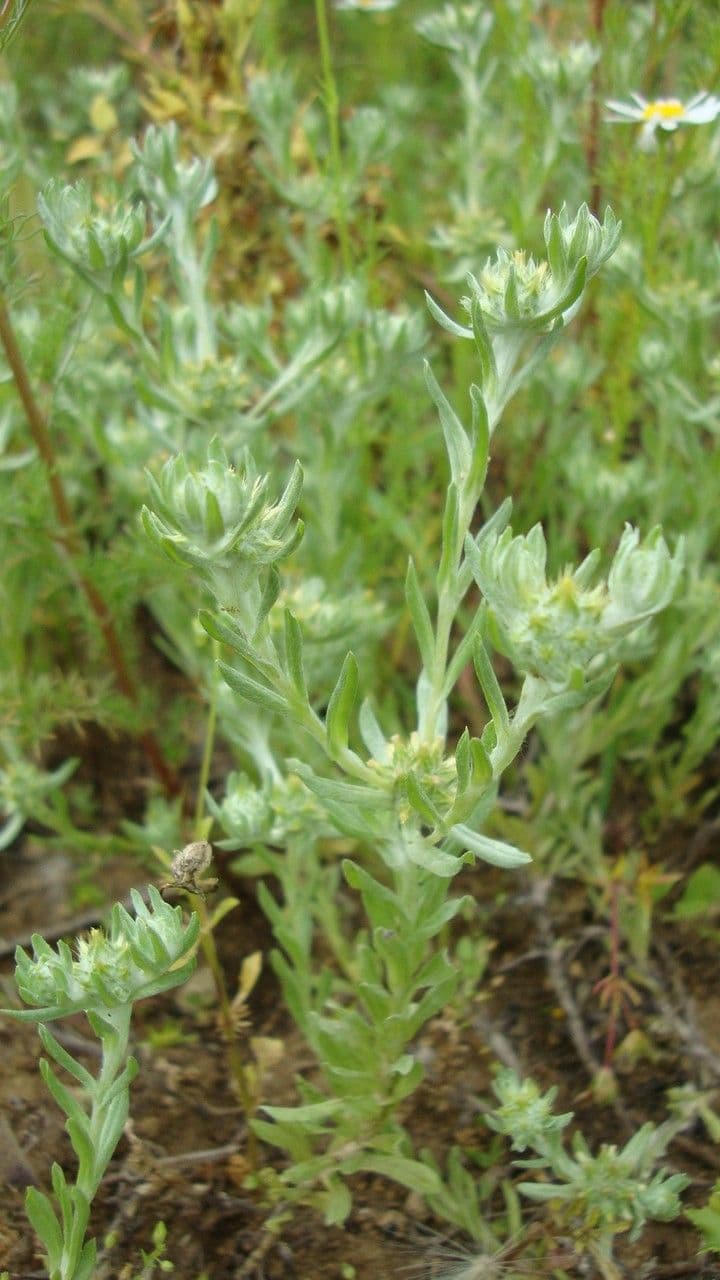 Bambagia spatolata 13