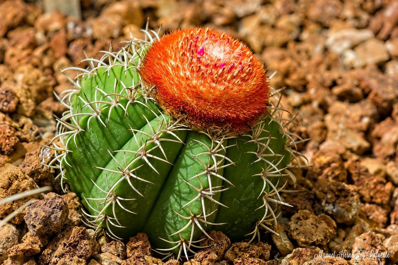 Melocactus nain 21