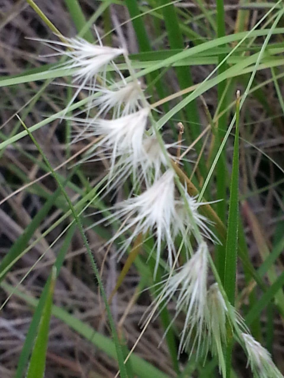 Bouteloua rigida