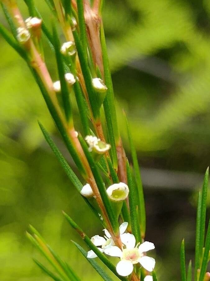 Baeckea linifolia 5