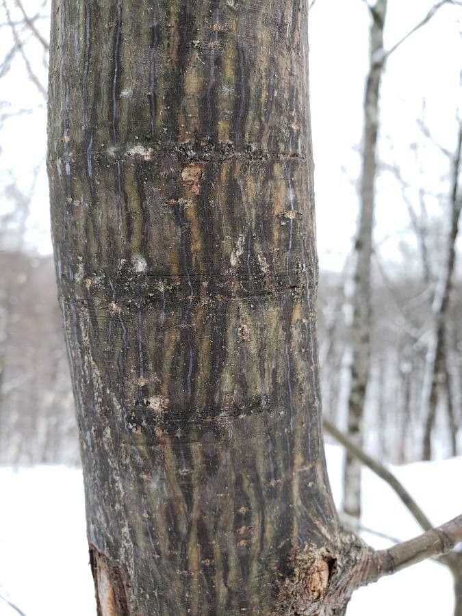 Striped maple 24