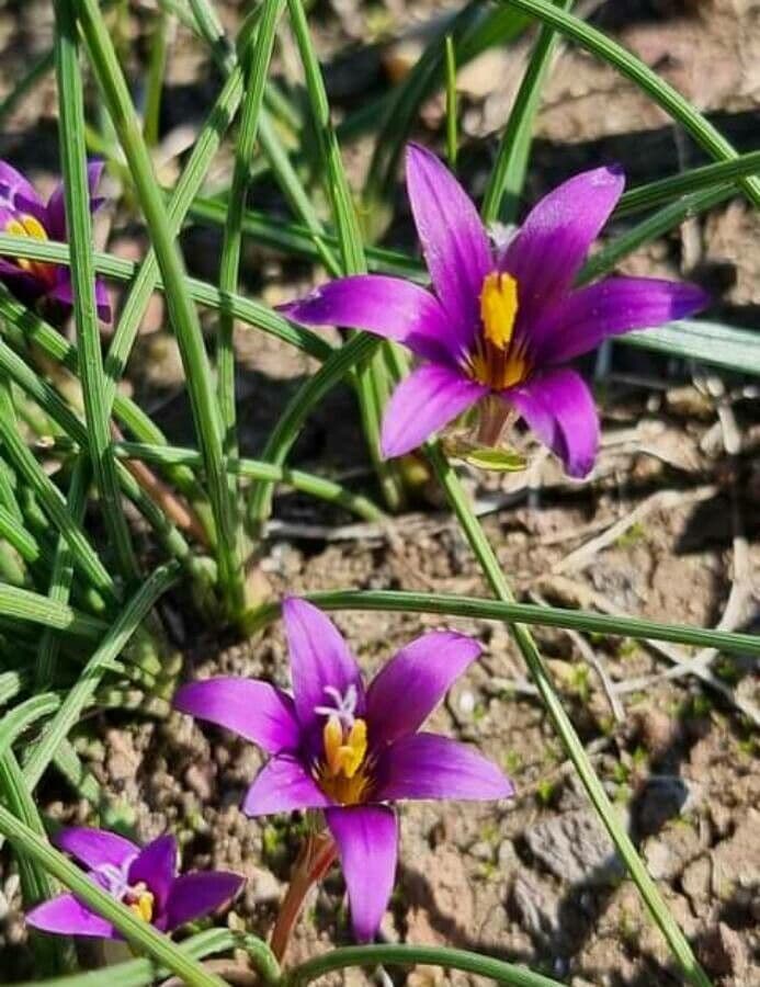 Romulea