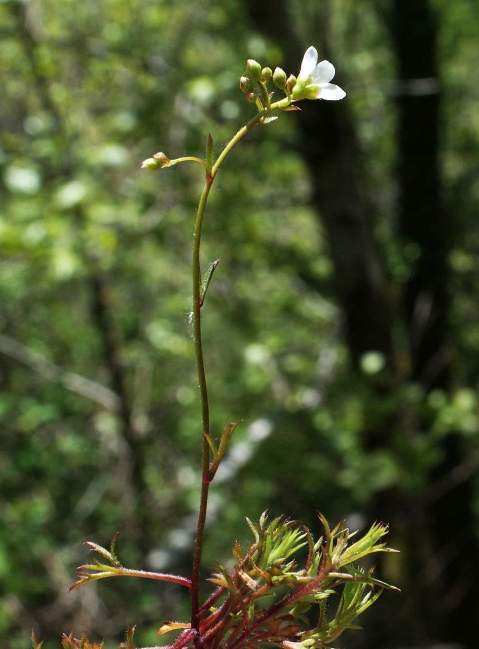 Fragosos Steinbrech 5