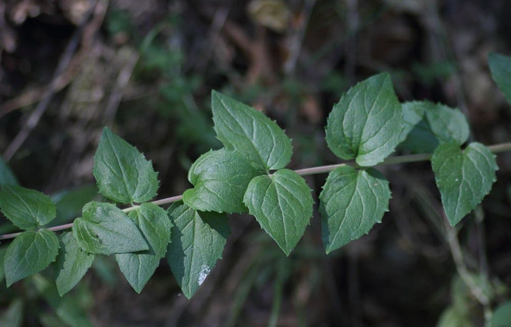 Keckiella cordifolia 18