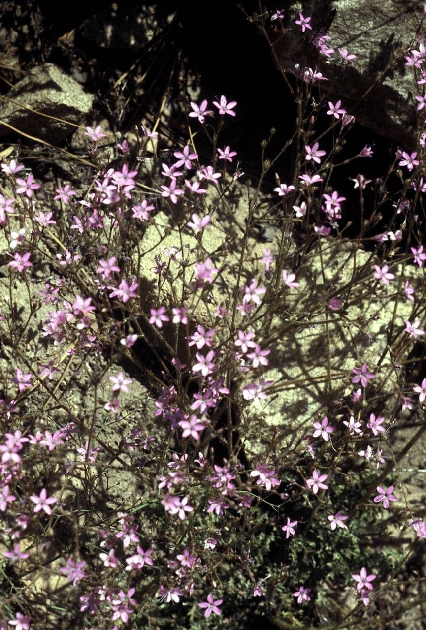 Augen-Gilia 2