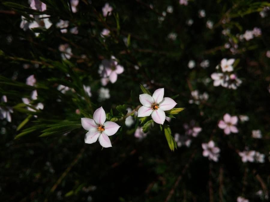 Diosma 4