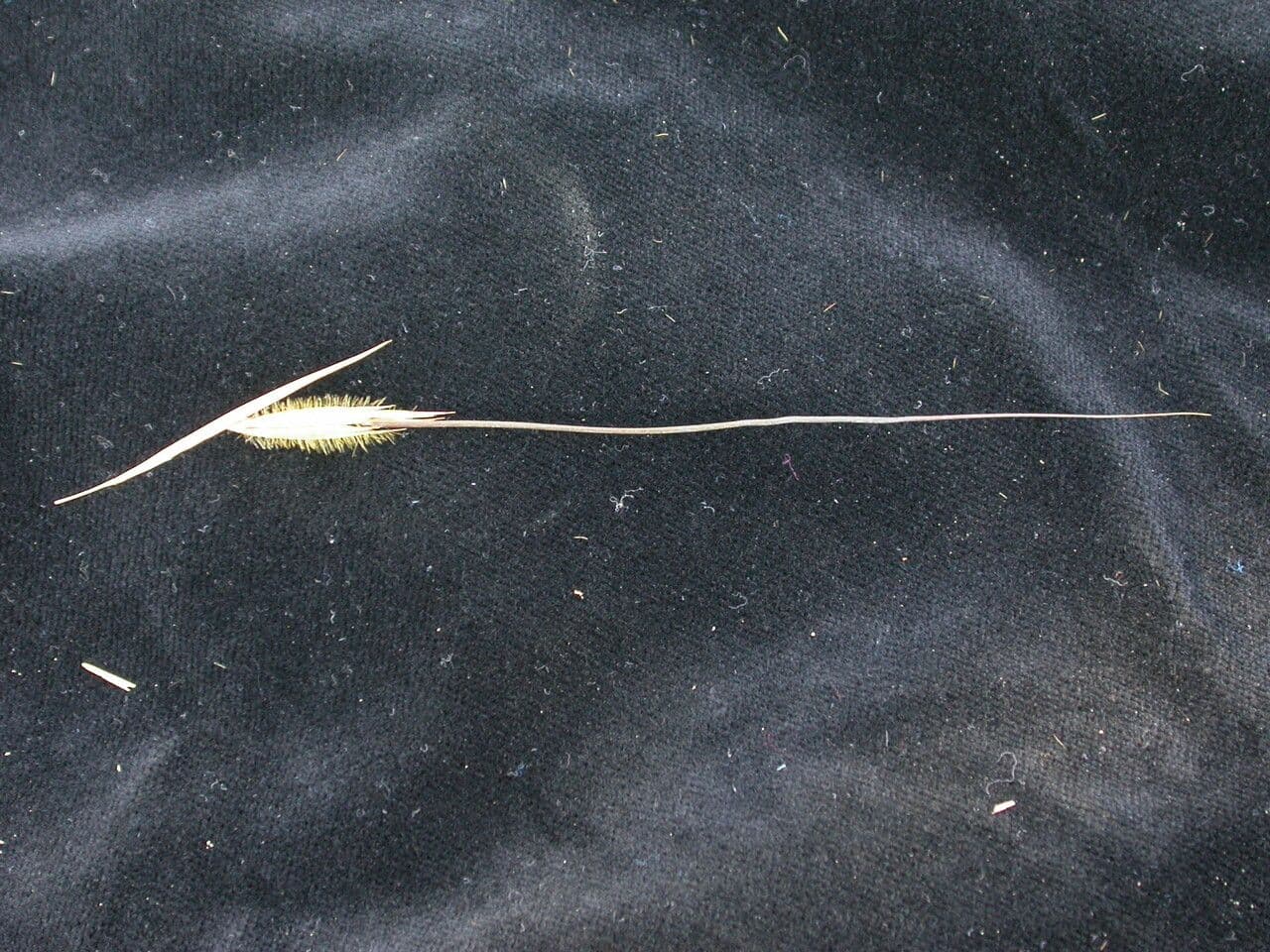 Themeda 9