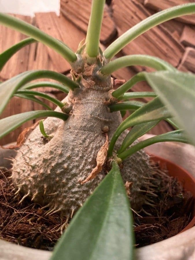 Pianta formica di Beccari 8