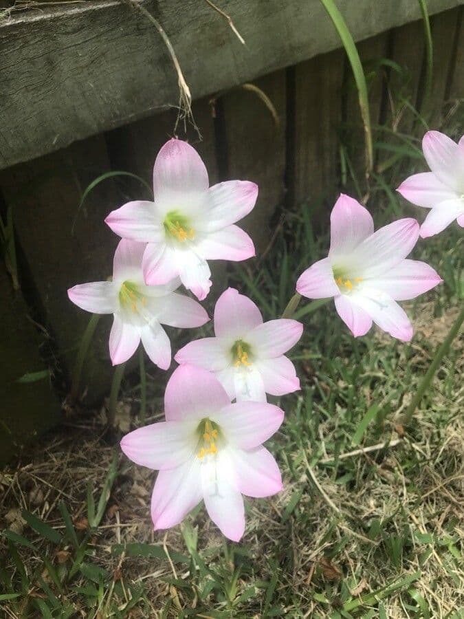 Zephyranthes 2