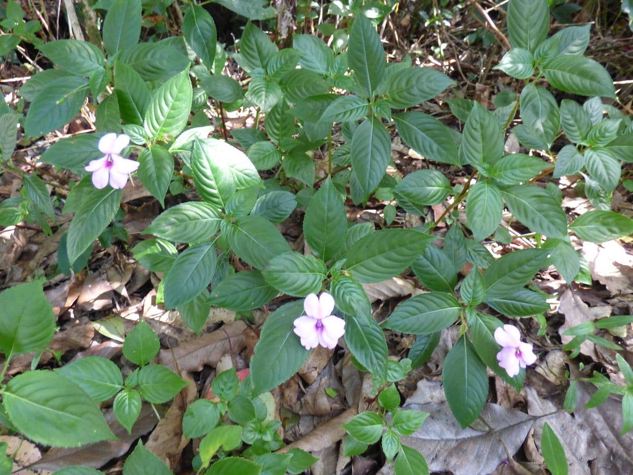 Springkraut 14
