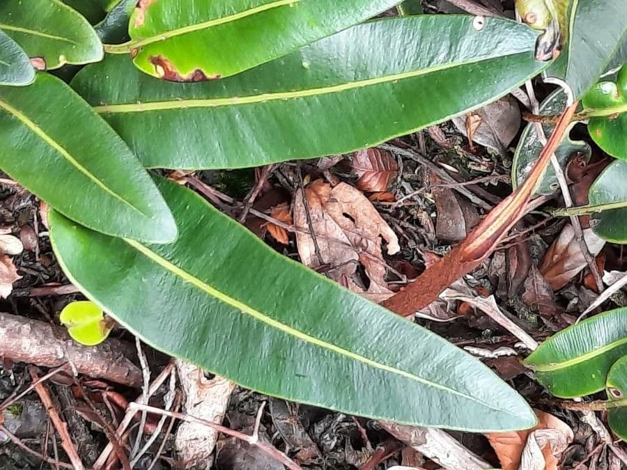 Elaphoglossum 3